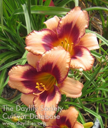Daylily Eleanore Isabel